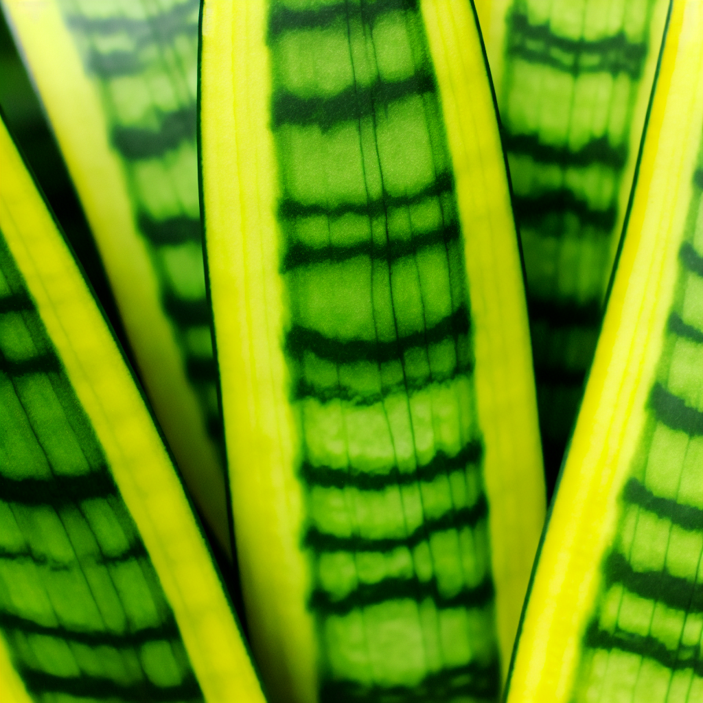A variety of Snake Plants showing different leaf patterns.